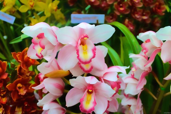 Deorali Orchid Sanctuary_2